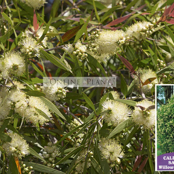 Callistemon salignus Willow Bottlebrush