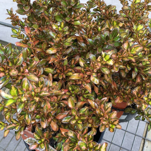 Coprosma Plants Australia | Glossy Foliage, Hardy & Low-Maintenance