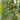 Espalier Cumquat