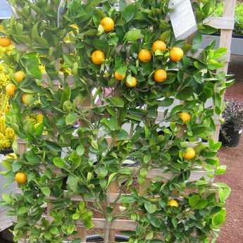 Espalier Cumquat