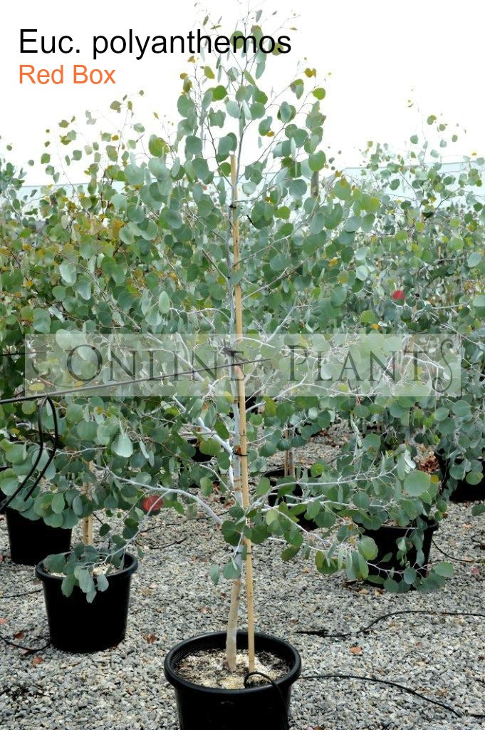 Eucalyptus Polyanthemos Red Box | Online Plants Australia