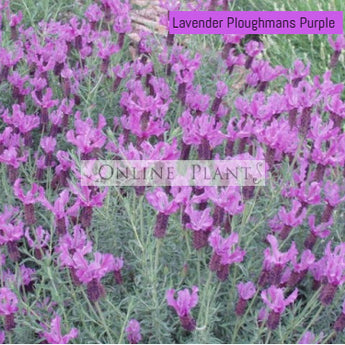 Lavender Ploughmans Purple
