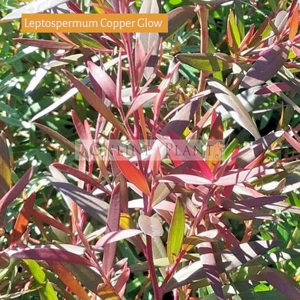Leptospermum Tea Tree Plant for Sale | Online Plants Melbourne Australia
