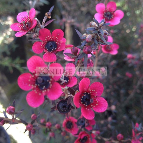 Leptospermum Tea Tree Plant for Sale | Online Plants Melbourne Australia