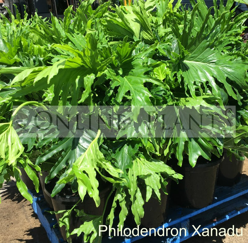 buy philodendron xanadu sydney Philodendron Xanadu For Sale