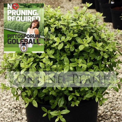Pittosporum Tenuifolium Golf Ball Online Plants Australia Pittosporum Tenuifolium Golf Ball Online Plants Australia