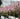 Prunus Serrulata Cheals Weeping Cherry
