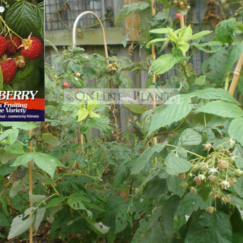 Raspberry Heritage