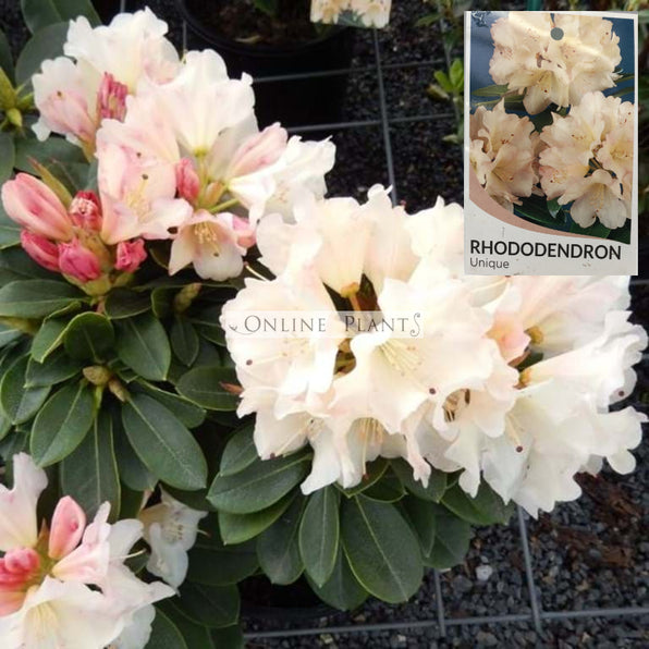 Buy Rhododendron Plant for Sale, Online Plants