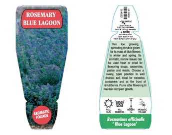 Rosemary Blue Lagoon