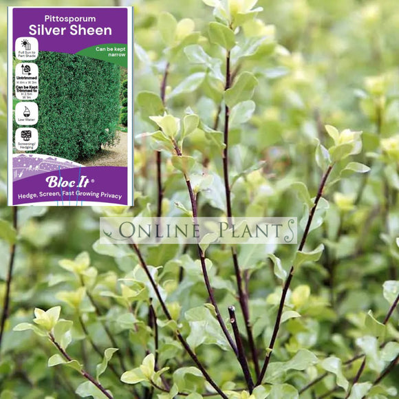 Pittosporum Silver Sheen, Pittosporum Tenuifolium - Online Plants