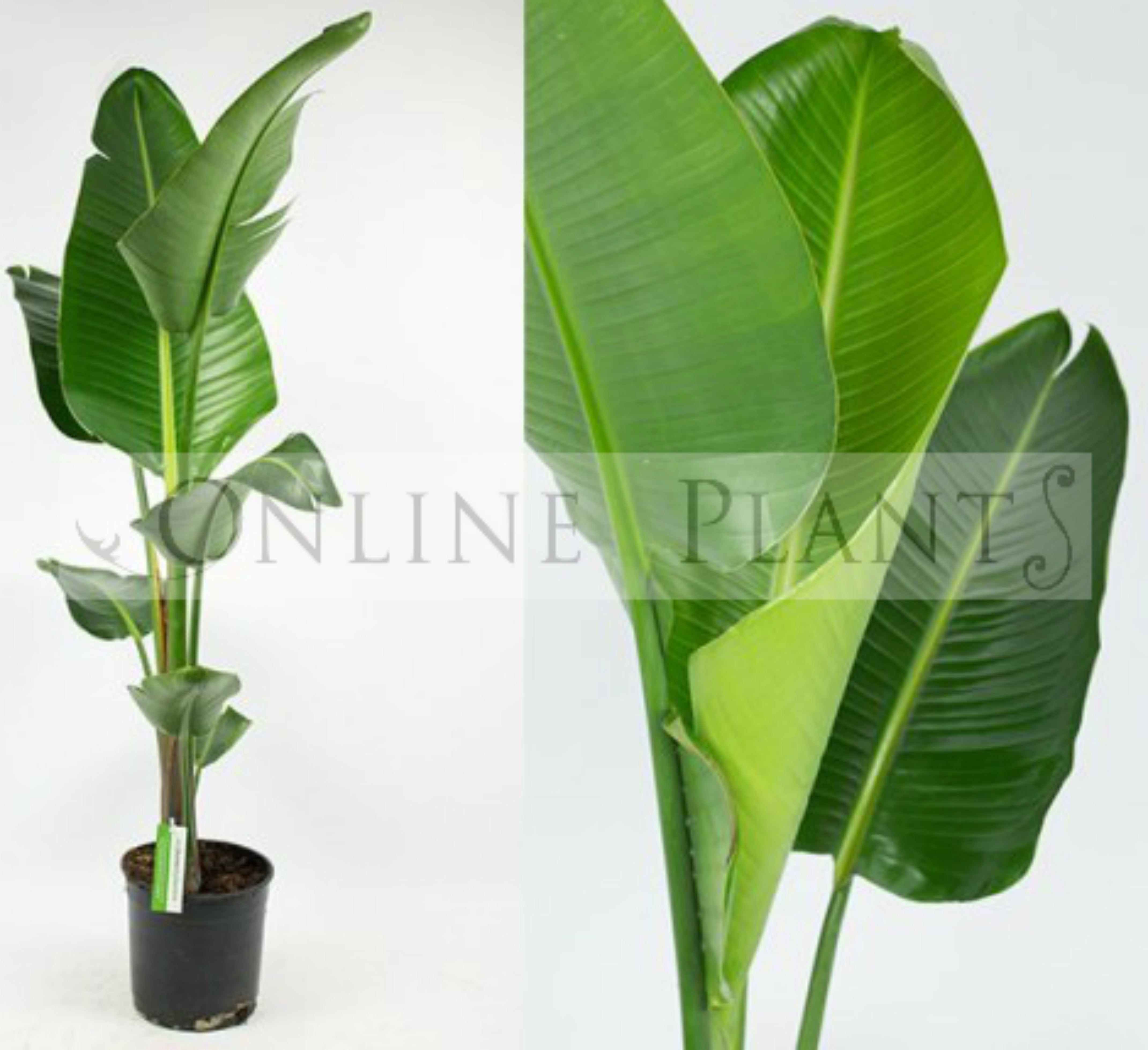 bird of paradise indoor plant bunnings Strelitzia Nicolai Giant Bird of Paradise for Sale