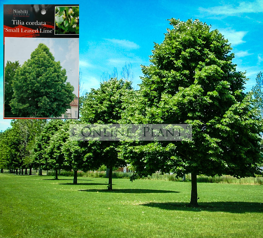 Linwood Tree Tilia Greenspire Linden Tree | Online Plants Australia