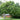 Ulmus parvifolia, chinese elm
