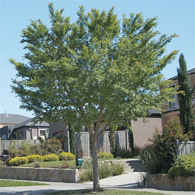 Tood Tree Ulmus parvifolia Todd for Sale | Online Plants Australia