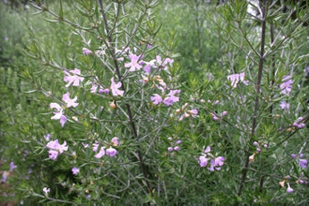 Westringia Wynyabbie Gem