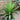 Yucca desmetiana Spellbound