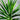 Yucca desmetiana Spellbound