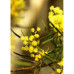 Acacia Flinders Range Wattle