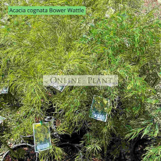 Acacia Cognata Bower Wattle