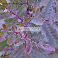 Acacia  baillyana purpurea Purple Cootamundra wattle