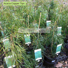 Acacia Copper Tips
