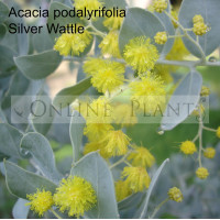 Acacia Podalyriifolia, silver wattle