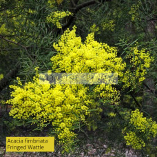 Acacia fimbriata, Fringed Wattle