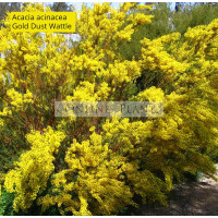 Acacia acinacea, Gold dust wattle