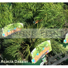 Acacia Dazzler