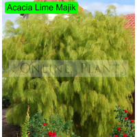 Acacia Lime Magik