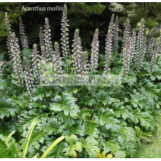 Acanthus Mollis Bears Oyster Plant