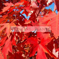 Acer  Jeffersred Canadian Maple SPECIAL $29.95