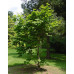 Acer japonicum Vitifolium, Full Moon Maple