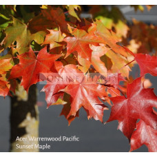 Acer platanoides, Warrenred Pacific Sunset Maple