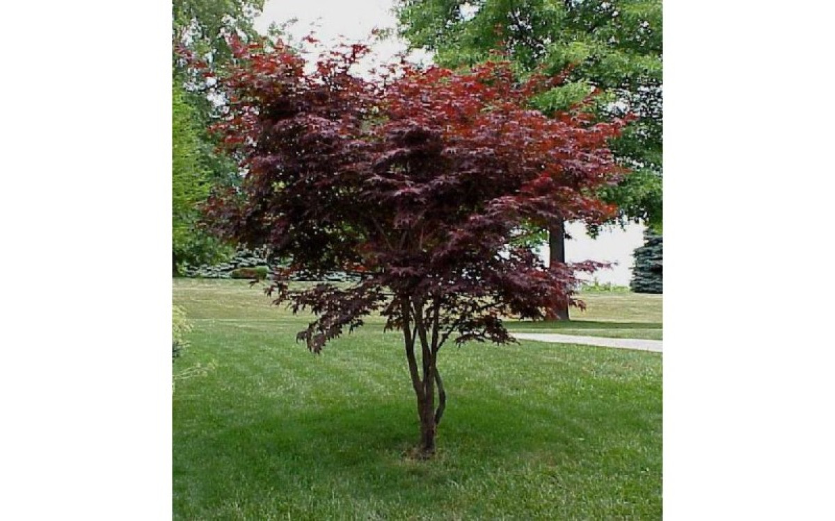Best Tree Varieties for Small Backyards
