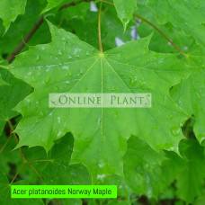 Acer platanoides, Norway Maple