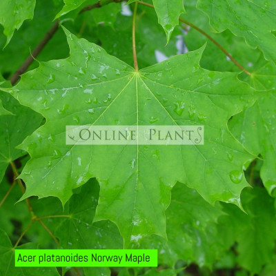 Acer Platanoides, Norway Maple