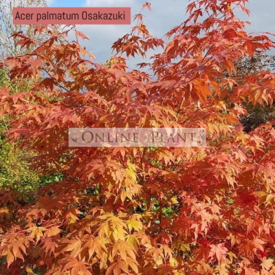 Acer Palmatum, Osakazuki Japanese Maple