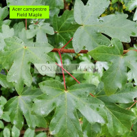 Acer campestre, Field Maple