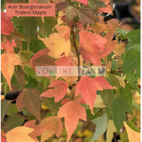 Acer Buergerianum, Trident Maple