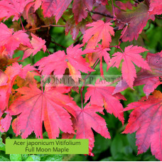 Acer japonicum Vitifolium, Full Moon Maple