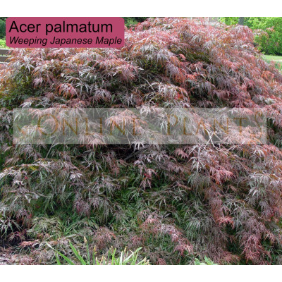 Acer Palmatum Weeping Japanese Maple