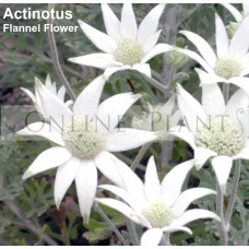 Actinotus helianthi, flannel flower
