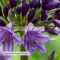 Agapanthus Poppin Purple
