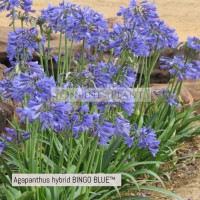Agapanthus hybrid BINGO BLUE™      