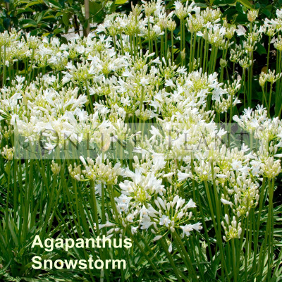 Agapanthus Snowstorm