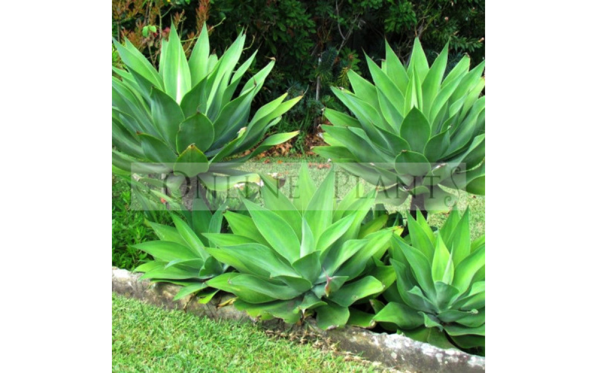 Agave Plants – Urban Gardener’s Favourite – Know Why?