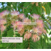 Albizia julibrissin rosea, Silk Tree