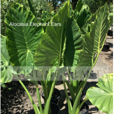 Alocasia Elephant Ears